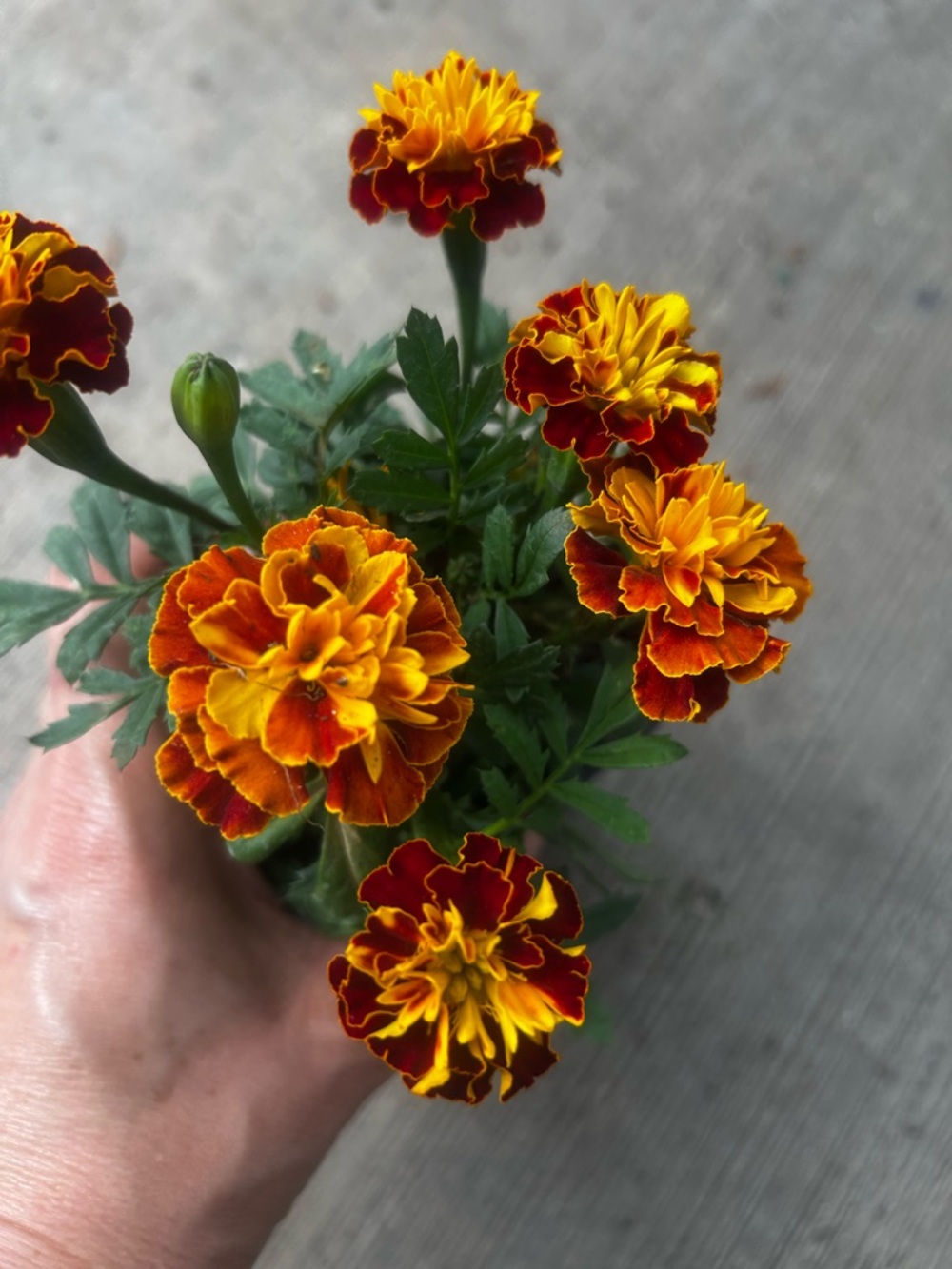 Two-Tone Marigold Faux Floral Accent - Yellow & Red